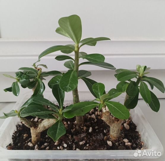 Адениумы укорененные