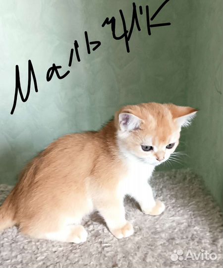 Котики бесплатно