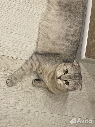 Кошечка на взяку