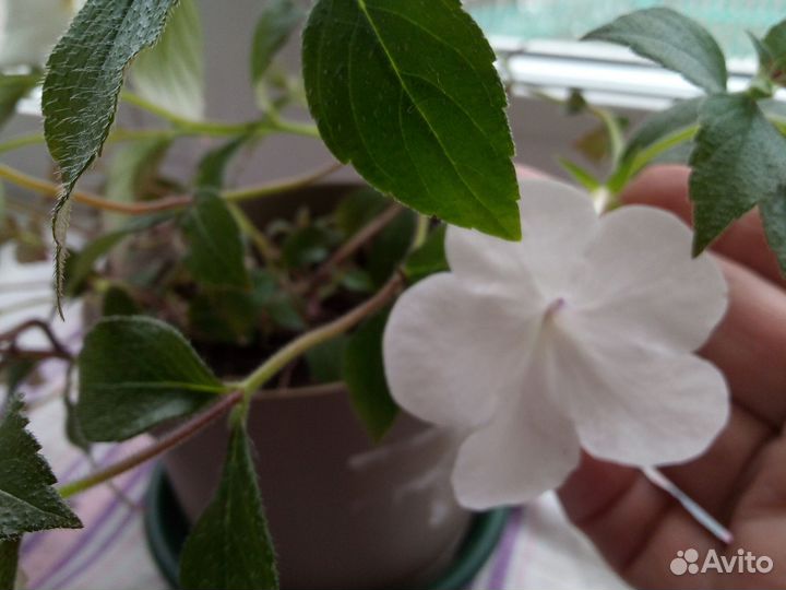 Ахименес белый