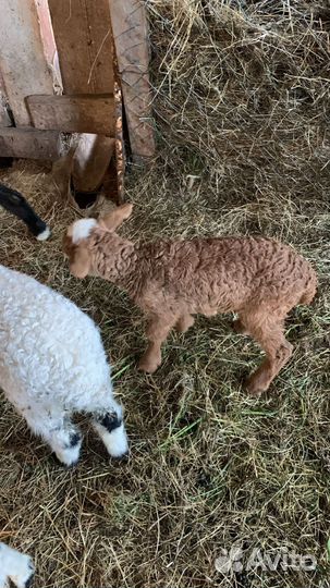 Овцы бараны