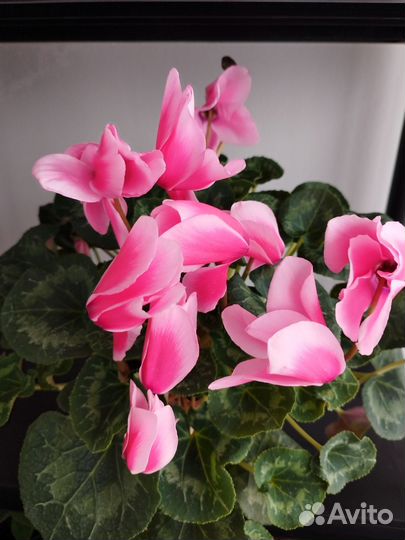Комнатные цветы Цикламен живутут