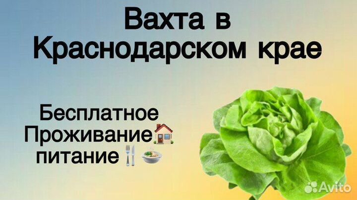 Сбор урожая Вахта(Еженедельные выплаты)