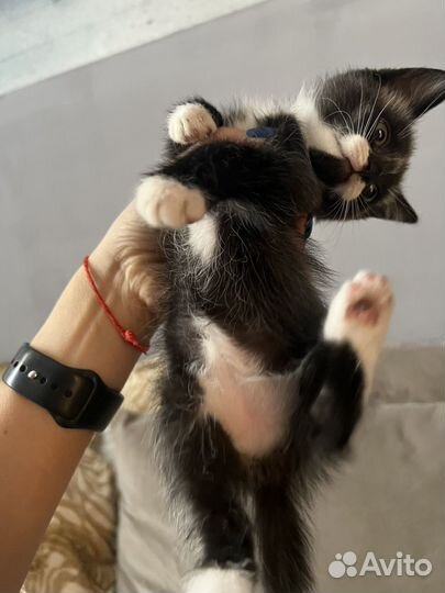 Котик в добрые руки