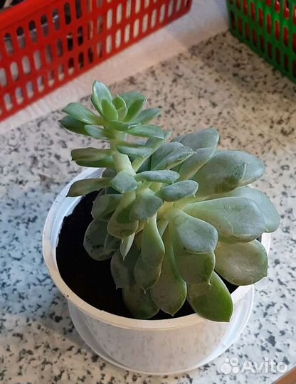 Традесканция и суккуленты