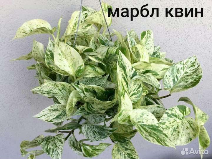 Сциндапусы,эпипремнумы,пеллионея