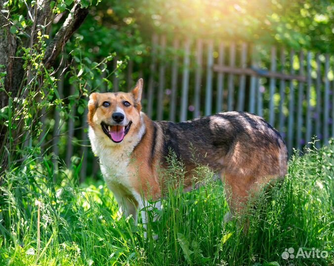 Собака Алиса