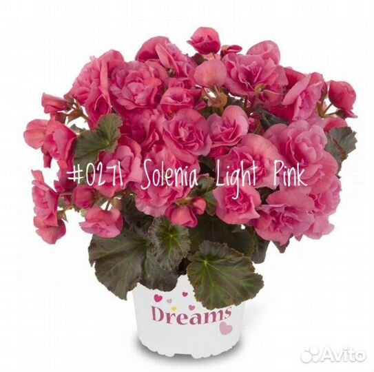 Бегония (Begonia) Серия Solenia (в ассортименте)