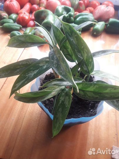 Спатифиллум