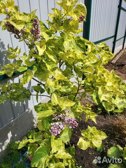 Растения на альпийскую горку