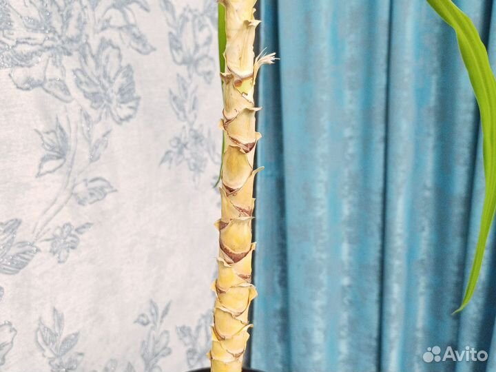 Комнатные цветы юкка пальма