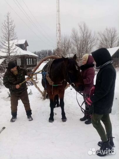 Прокат на лошадях