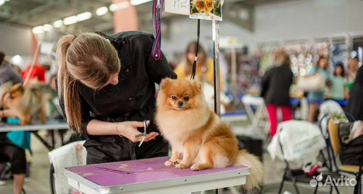 Требуется грумер