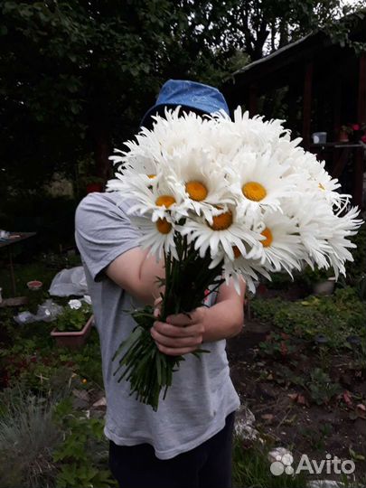 Многолетние растения