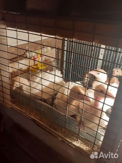 Индюшата бролера