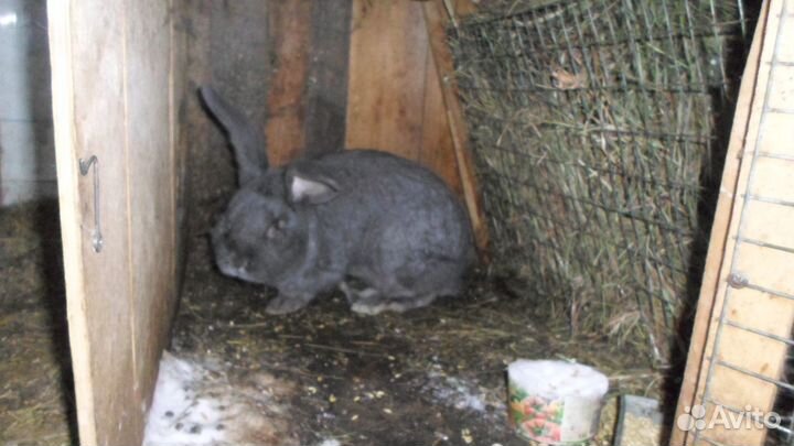 Кролик самец