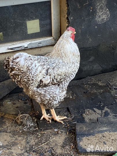 Молодые петухи