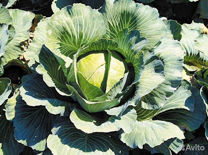 Семена капусты Стортинг F1