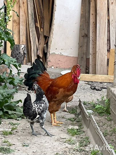 Петух кучинский