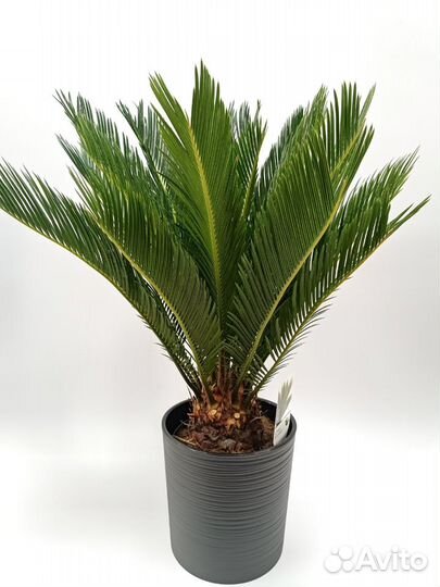 Цикас (Cycas) Революта 65 см