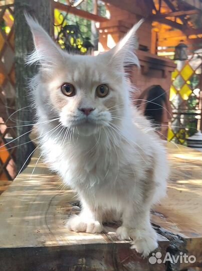 Мейн Куны котята