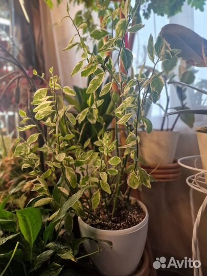 Педилантус