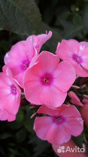 Флокс и другие садовые цветы