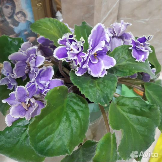 Сортовые фиалки