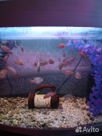 Рыбки аквариумные