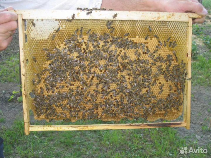 Пчелопакет