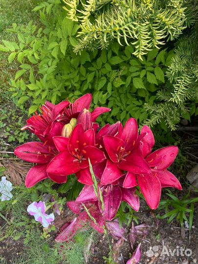 Лилии Голландской селекции