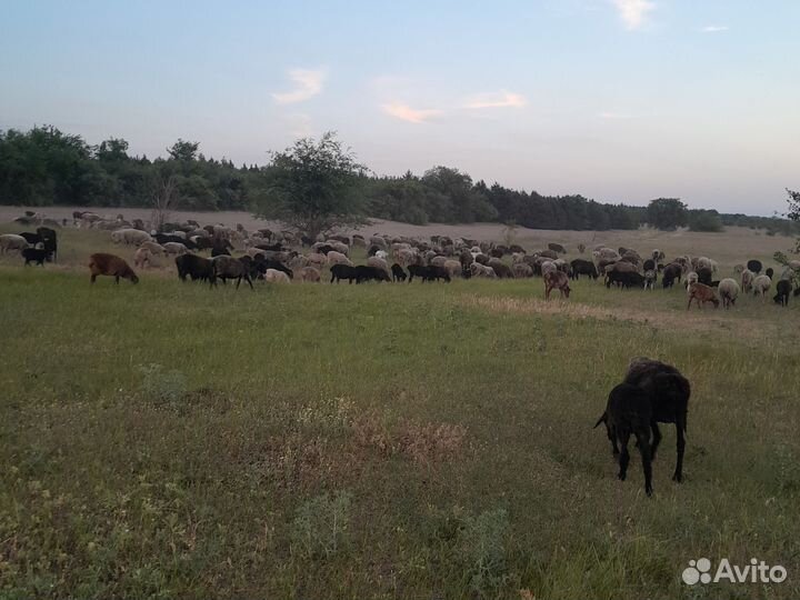 Курдючные бараны овцы