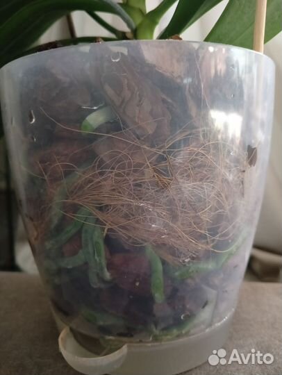 Орхидея фаленопсис