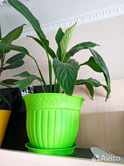 Комнатные цветы разные