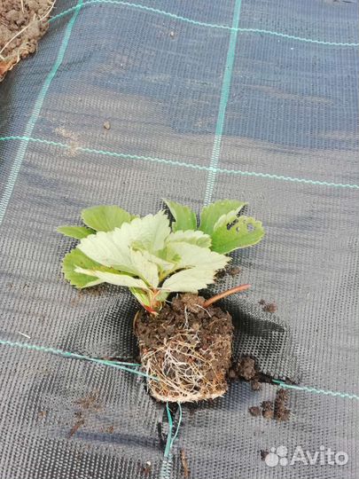 Саженцы клубники укорененные