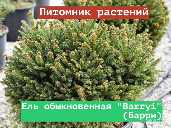 Саженцы Ель обыкновенная Barryi (Барри)