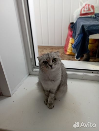 3котята вислоухие, девочка 1 прямоухая