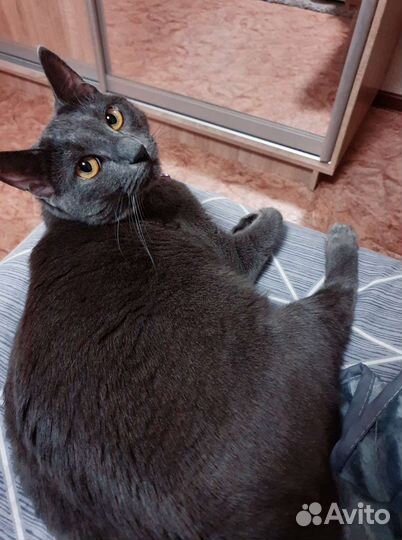 Кошка, смесь породы Бобтейл