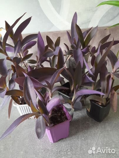 Цветы комнатные