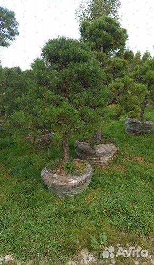 Туя с бесплатной доставкой