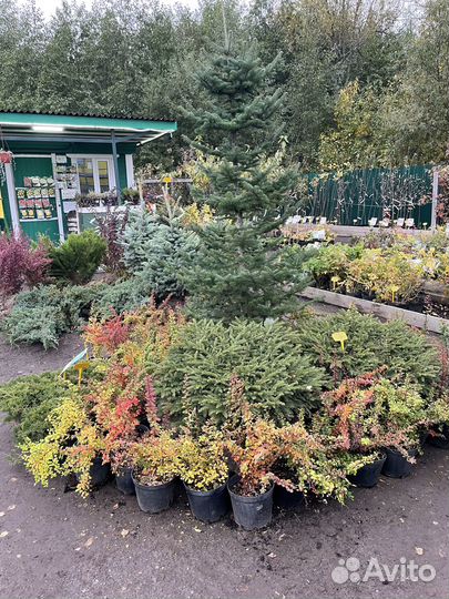 Саженцы. Деревья и кустарники. Зеленогорск