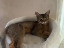 Абиссинская кошка на вязку