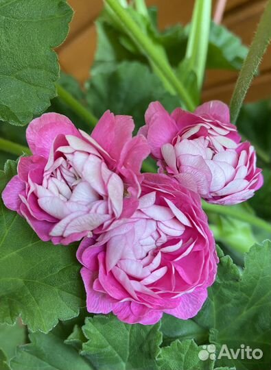 Ириол Сударыня Зоя