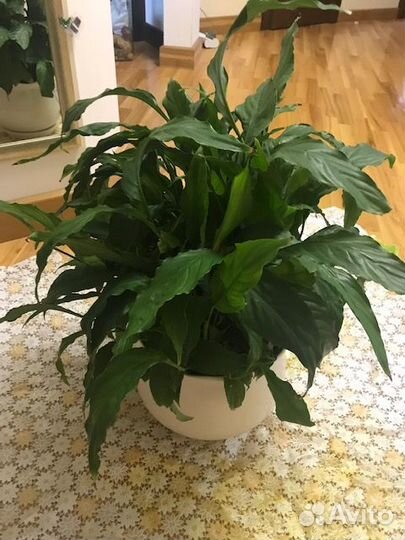 Спатифиллум 