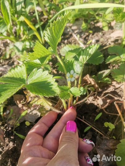 Земляника садовая