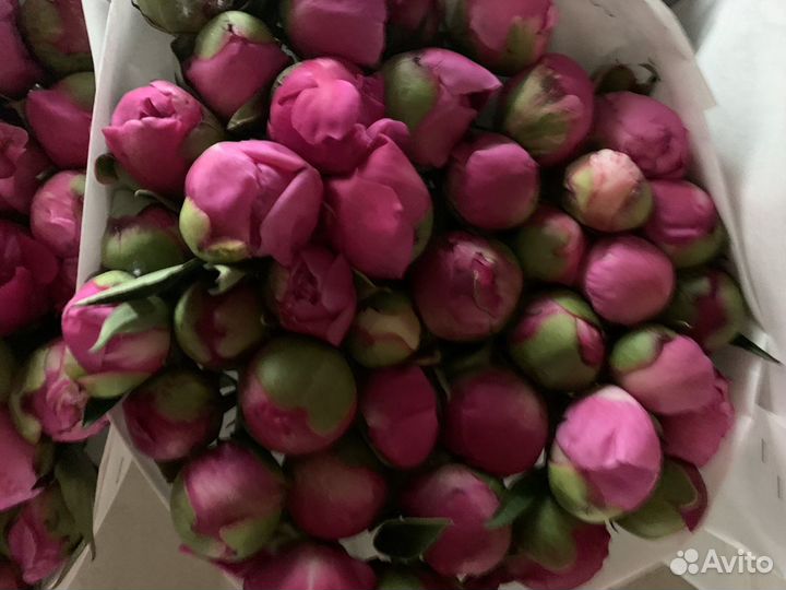 Пионы Букеты из пионов Пионы с доставкой