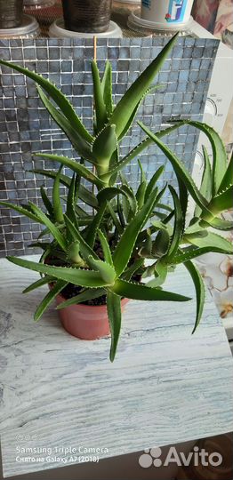 Алоэ древовидное лечебное