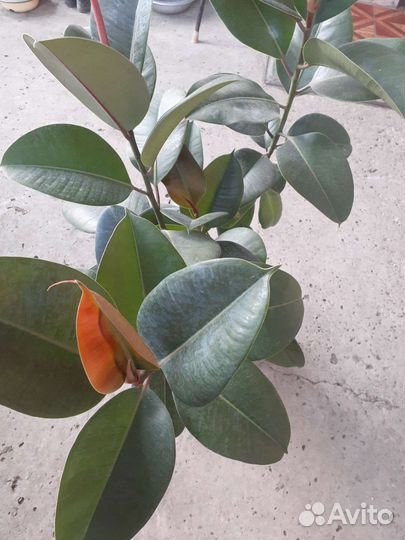 Комнатные цветы