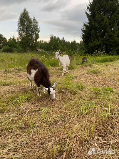 Продажа коз