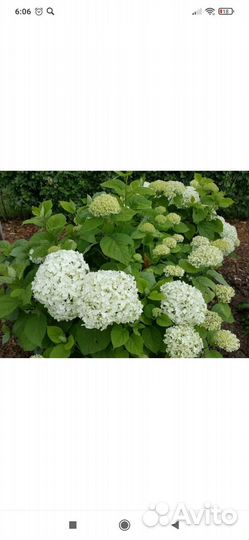 Гортензия древовидная Анабель